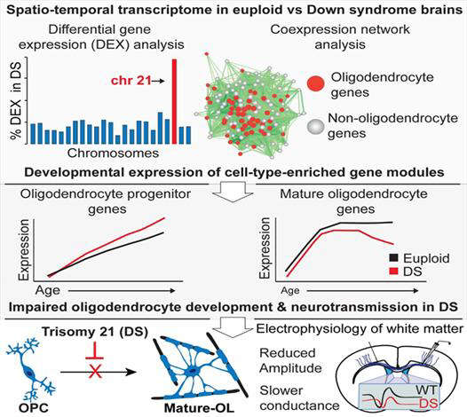 다운증후군 환자의 뇌인지 기능 저하 원인 규명 개요(Neuron 게재, 한국보건산업진흥원 제공)